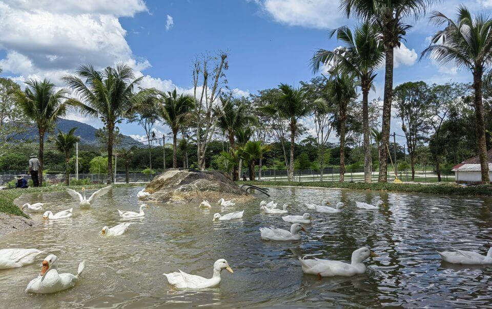 Beacon Resort Ducks and Geese