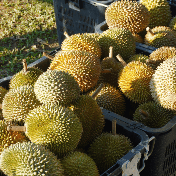 Durian 2026 2