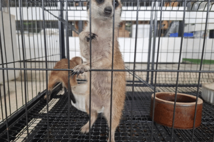 Mini animal farm - meerkat