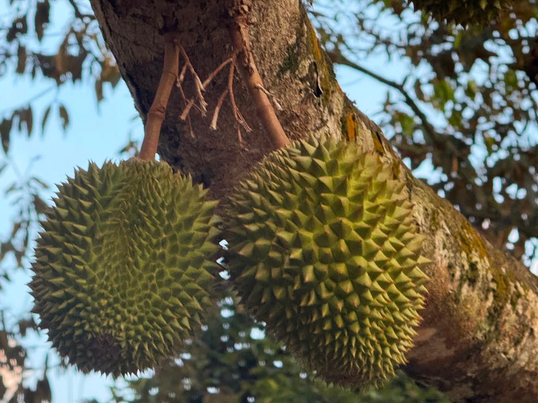 Durian